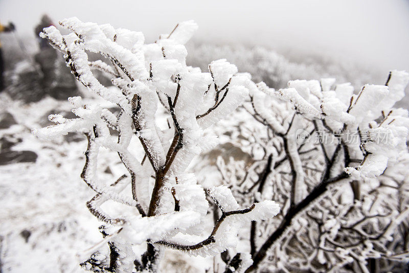 雪泰贝克山 VD727